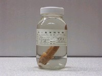 藏品(白鮣)的圖片